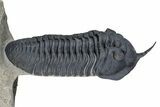 Gorgeous Morocconites Trilobite Fossil - Ofaten, Morocco #381556-1